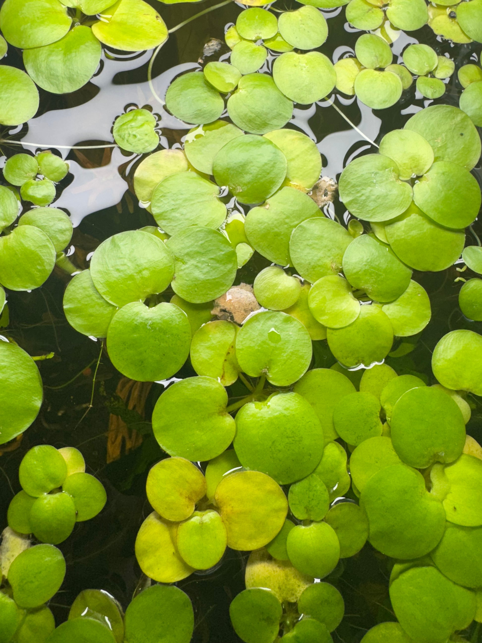 Top view of Frogbit floating plants with round green leaves covering the water surface.