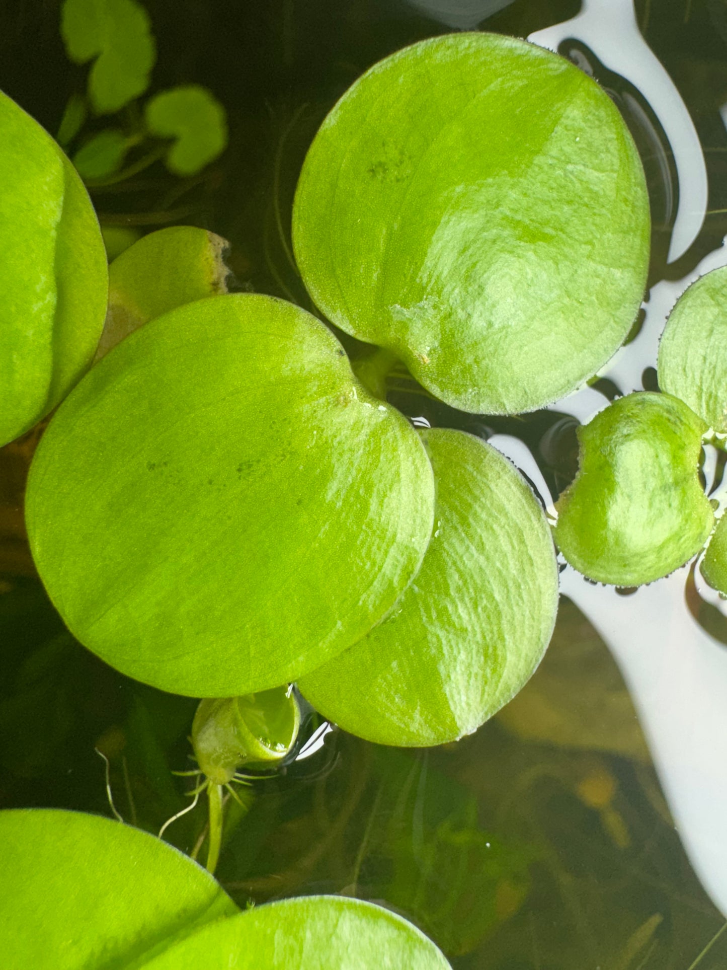 Live Amazon Frogbit (Limnobium laevigatum) with round floating leaves, ideal for aquarium shade, nutrient uptake, and shrimp tanks.