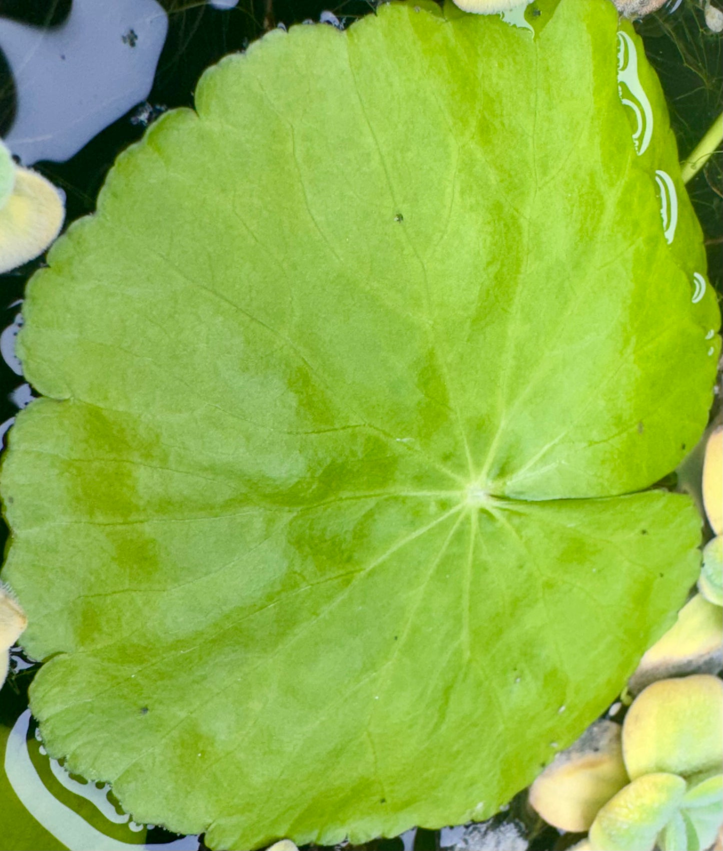 Hydrocotyle Pennywort Live Aquatic Stem Plant in a Pot