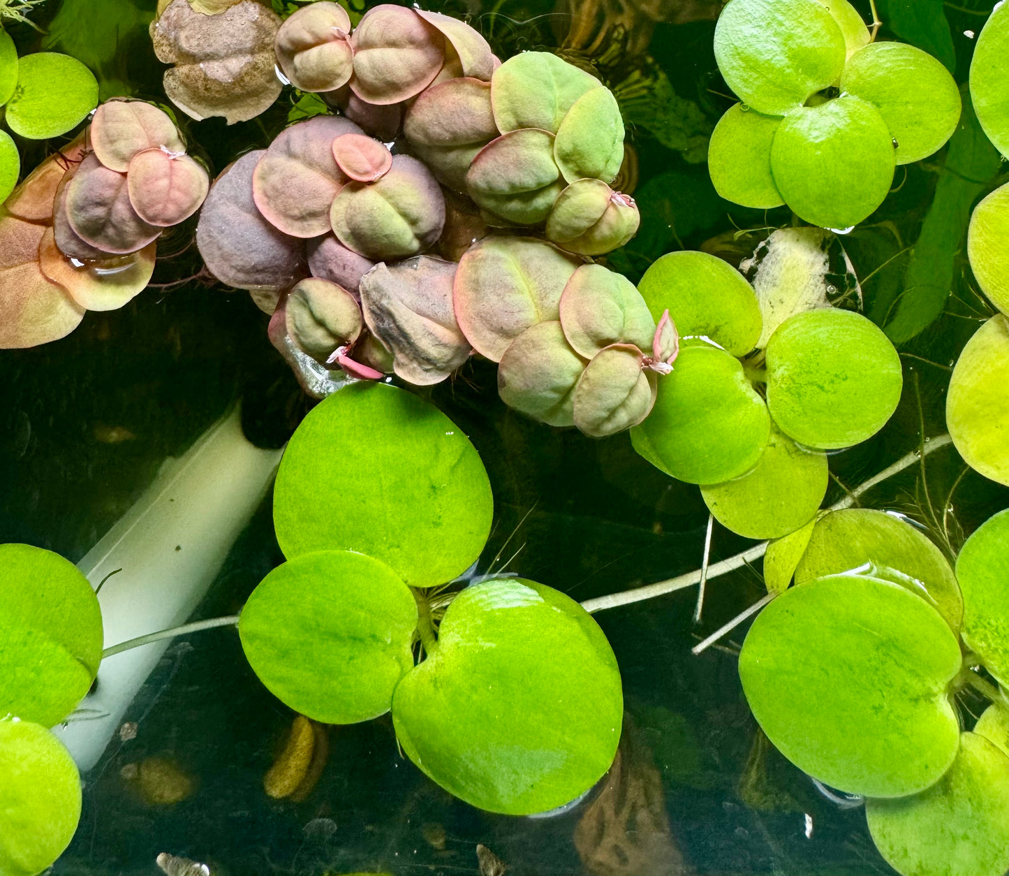 “Live Frogbit and Red Root Floater aquatic plants with round green leaves and reddish floaters, ideal for shrimp tanks and aquascapes.