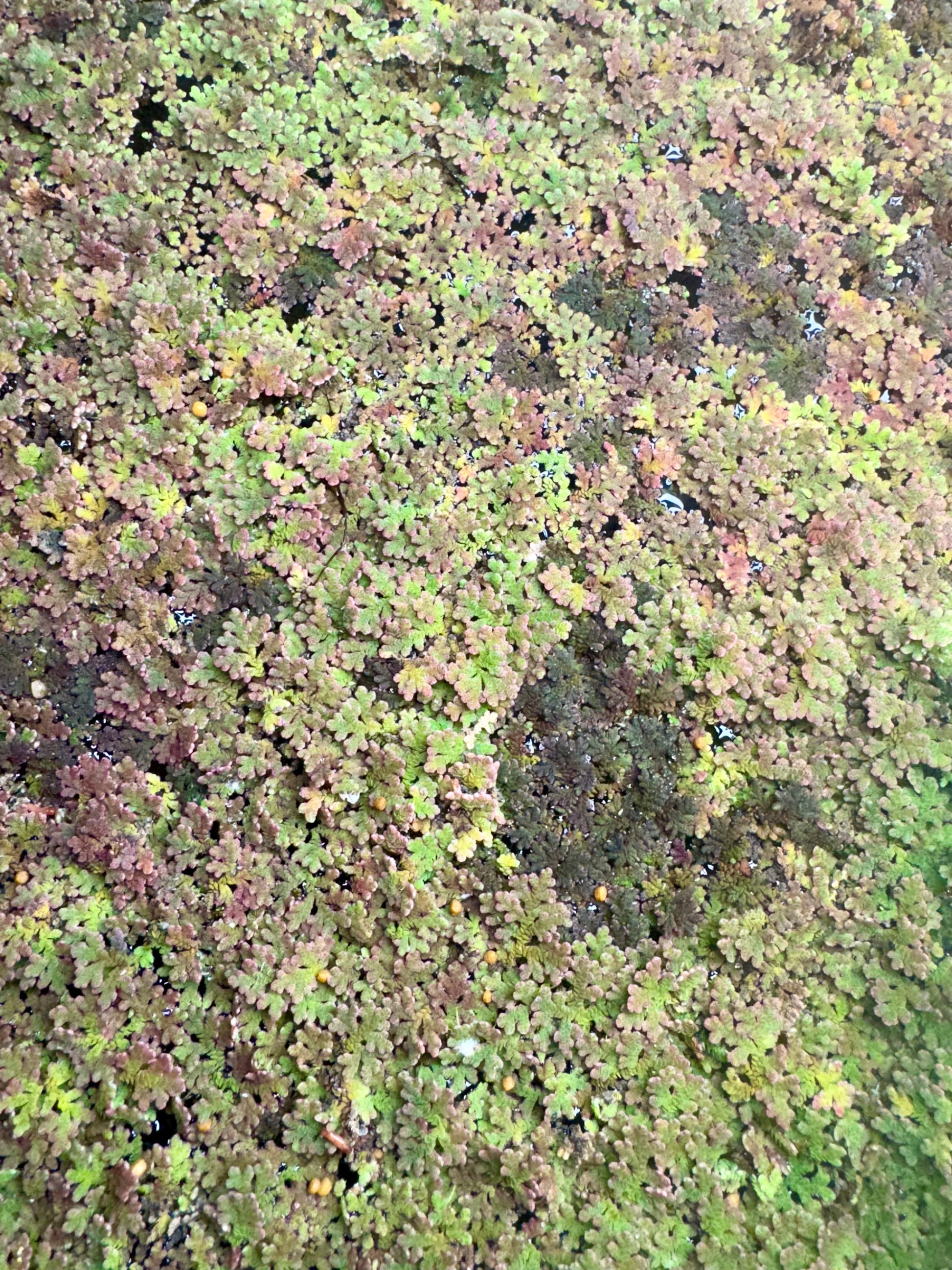 Close-up top-down view of Azolla fairy moss floating on water, showing dense overlapping fern-like leaves in shades of green, bronze, and reddish pink, forming a natural textured mat.