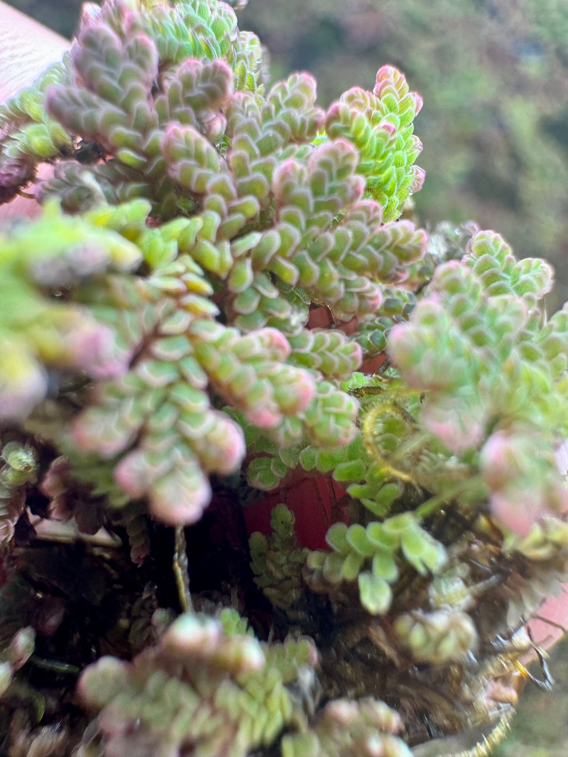 Macro close-up of Azolla fairy moss showing tightly layered, scale-like leaves with soft green centers and pink to reddish tips, highlighting the delicate fern texture of this floating aquatic plant.