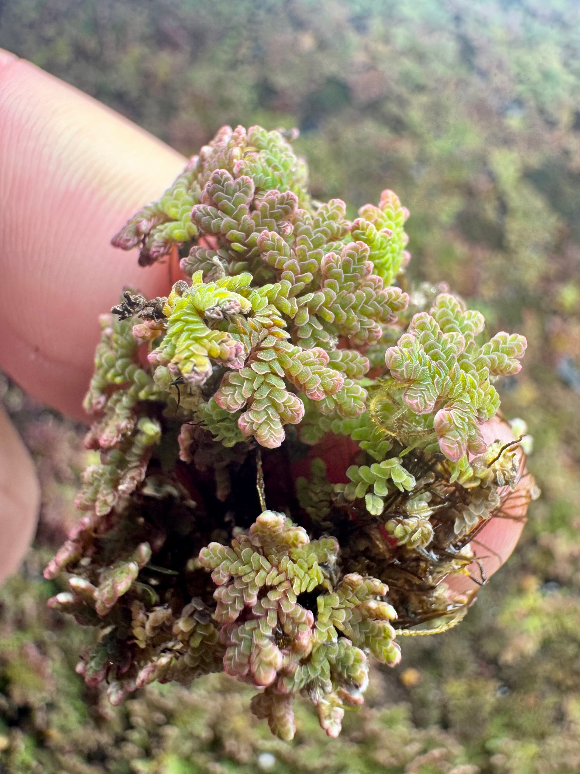 Hand holding a small cluster of Azolla fairy moss, showing compact fern-like growth with layered green leaves and pinkish tips, fine roots visible beneath, and a soft natural background.