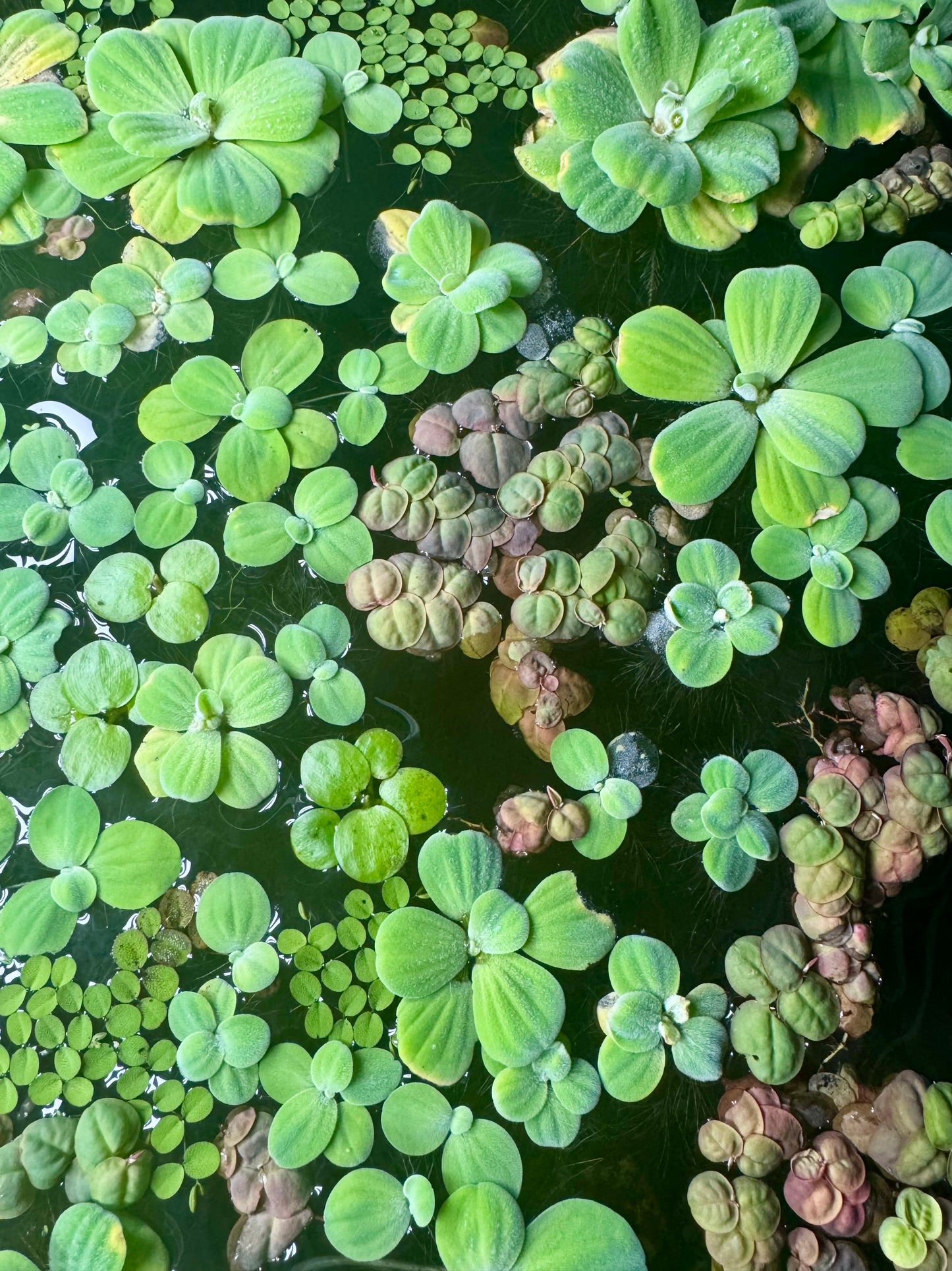 Variety Floating Plant Bundle - Red Root Floater, Water Lettuce, Frogbit, Salvinia and Duckweed