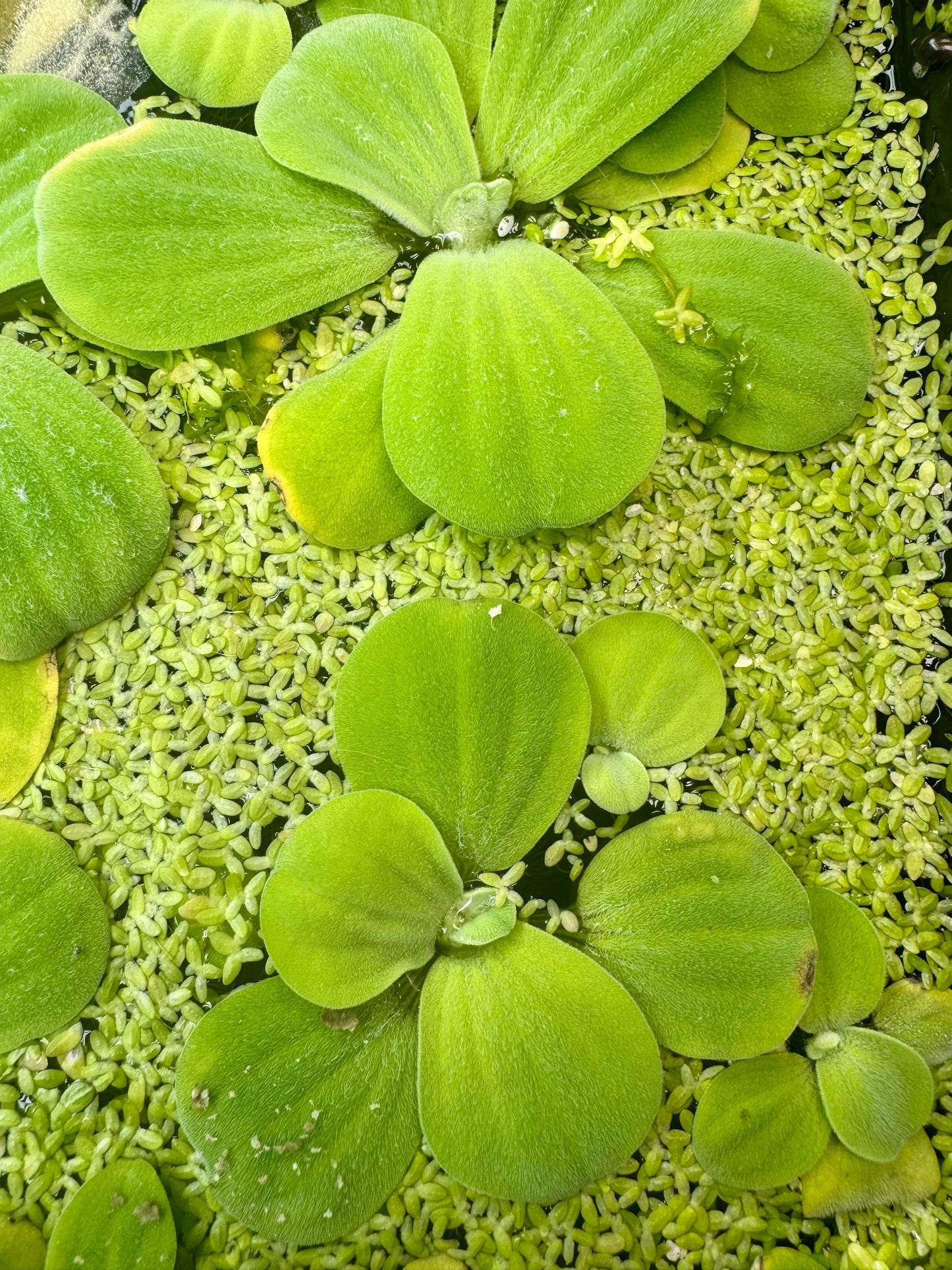 Variety Floating Plant Bundle - Red Root Floater, Water Lettuce, Frogbit, Salvinia and Duckweed