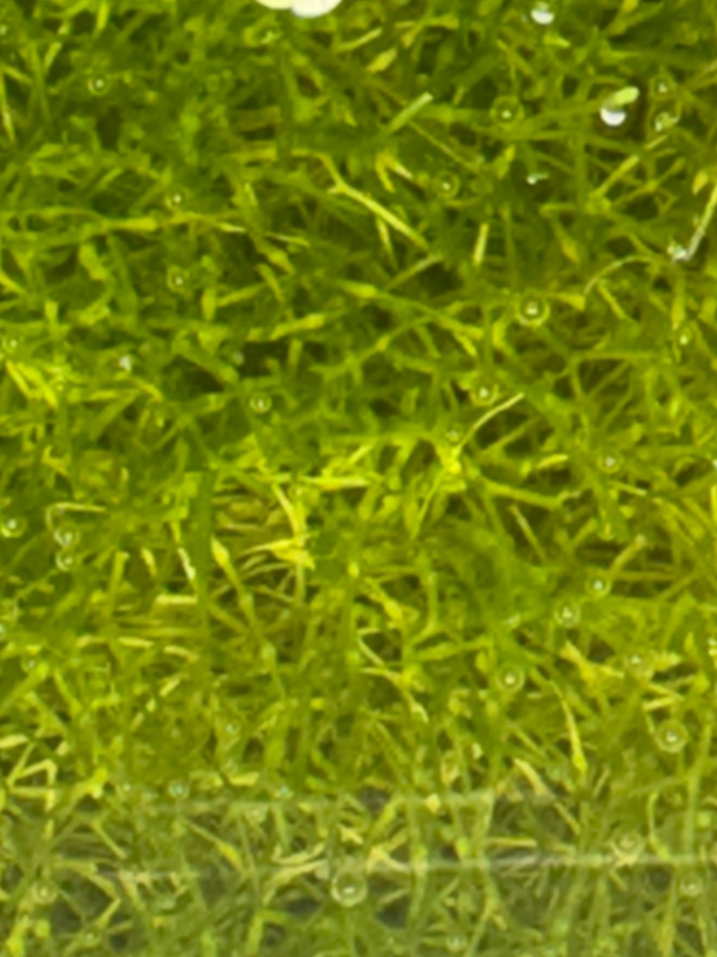 Riccia fluitans, Crystalwort