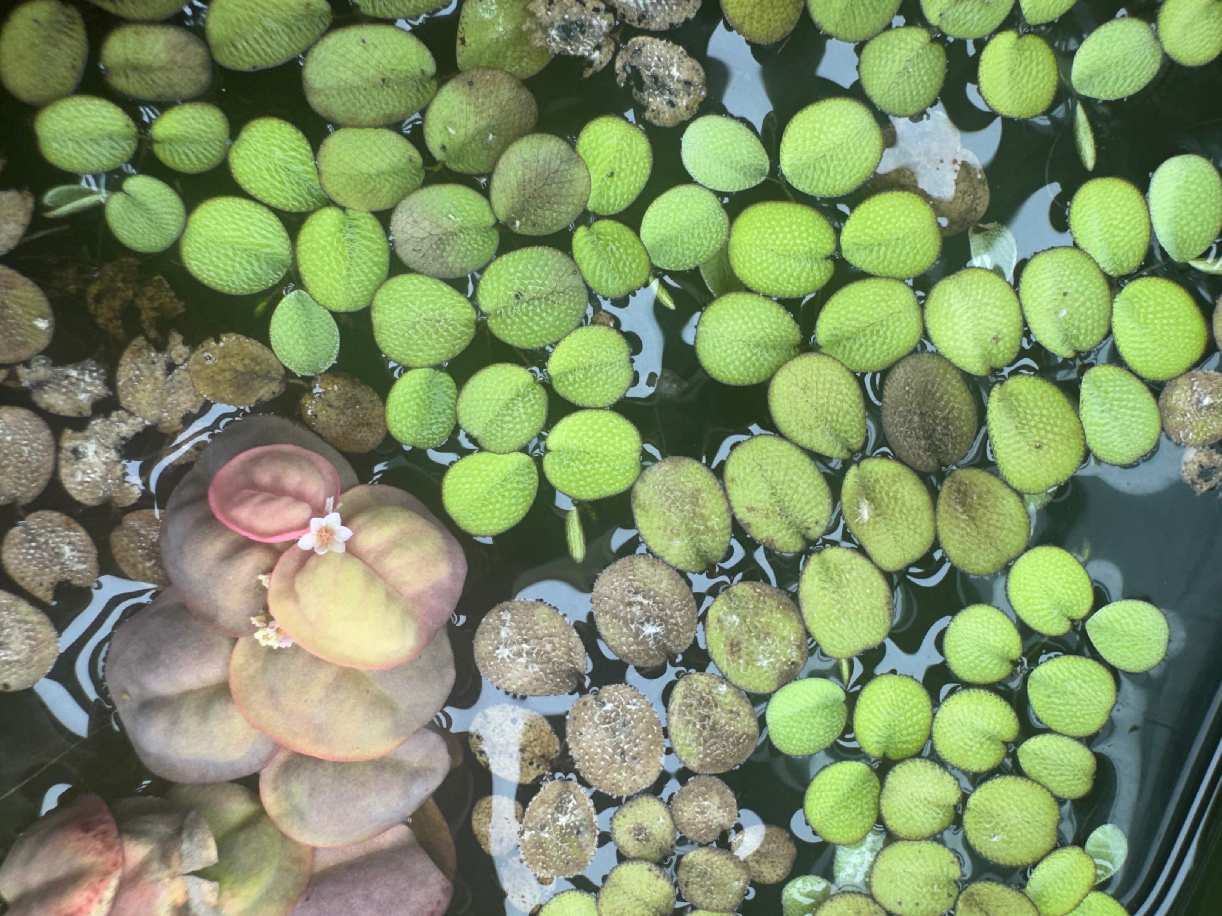 View of Floating Aquarium Plants for Sale - Red Root, Frogbit & More ...