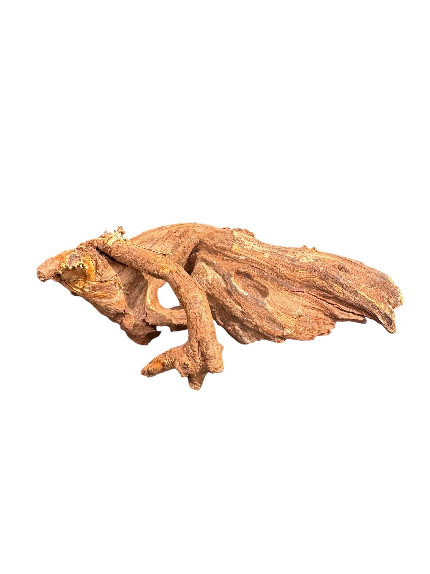 Brown tree root on a white background