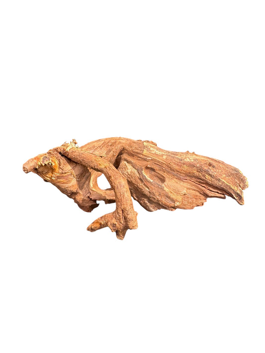 Brown tree root on a white background