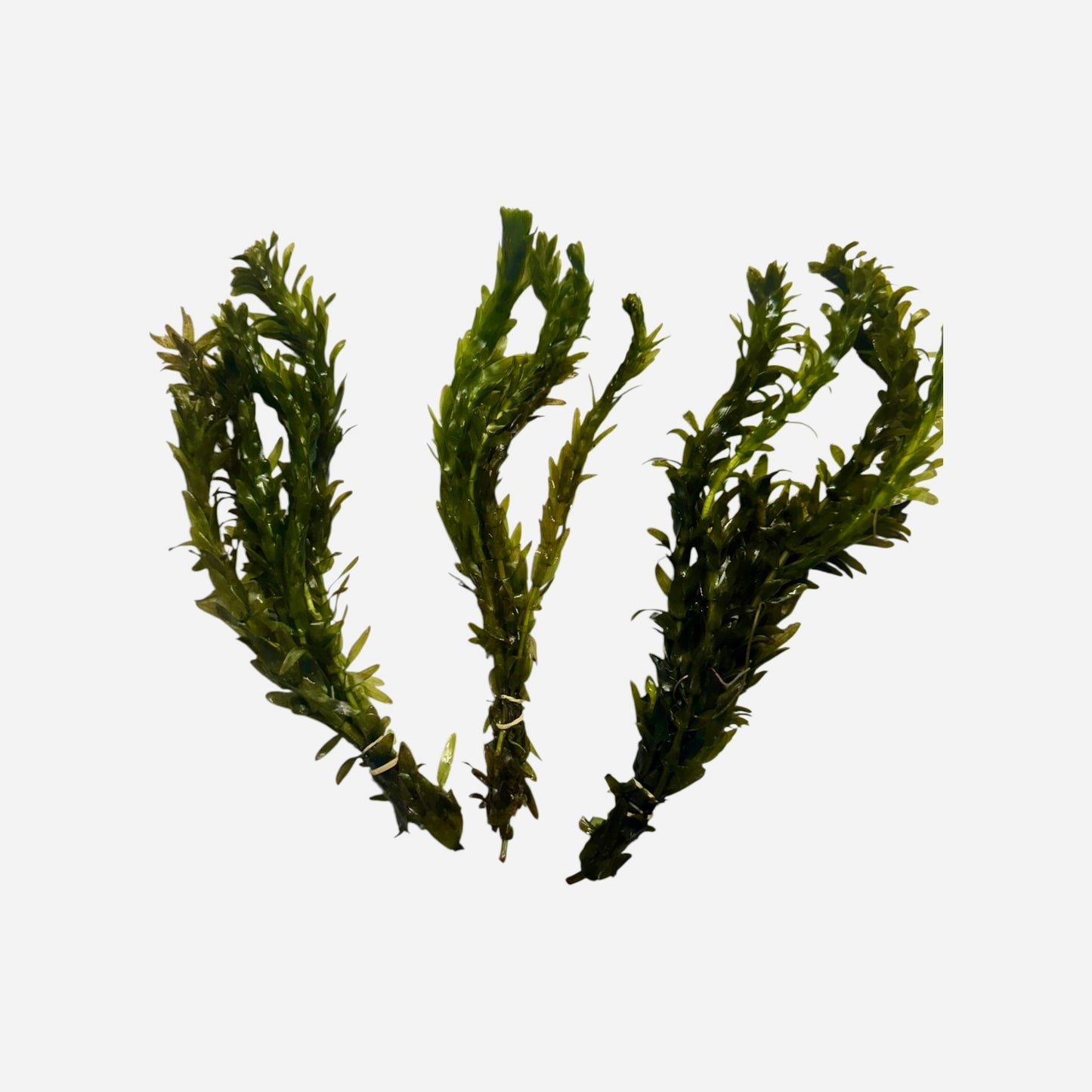Anacharis Live Oxygenating Aquarium Plant Bunches