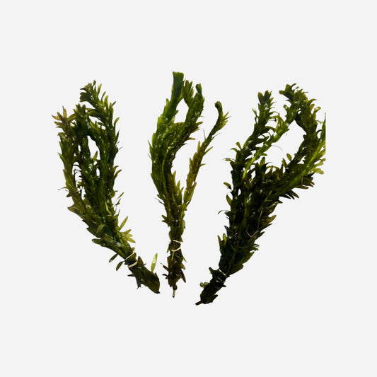Anacharis Live Oxygenating Aquarium Plant Bunches