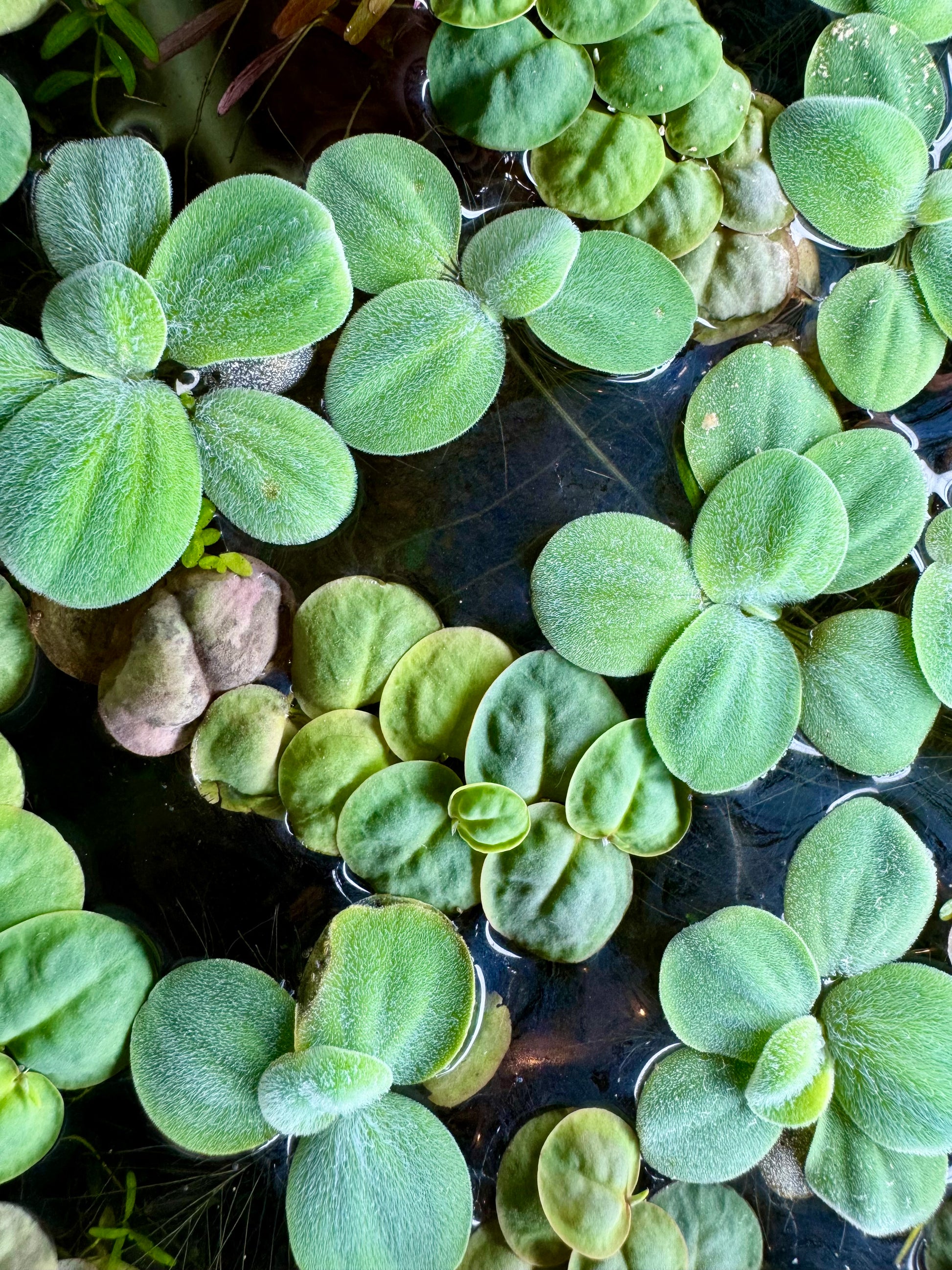 Top-down view of 3 live Water Lettuce plants and 3 Red Root Floater plants arranged on a white background. The Water Lettuce features soft, velvety light green rosettes, while the Red Root Floaters display rounded green leaves with red roots, creating a colorful floating aquarium plant bundle.