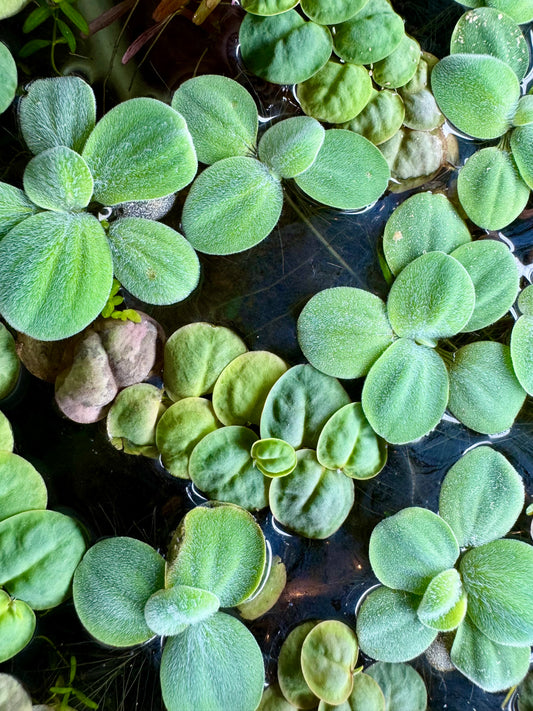 Top-down view of 3 live Water Lettuce plants and 3 Red Root Floater plants arranged on a white background. The Water Lettuce features soft, velvety light green rosettes, while the Red Root Floaters display rounded green leaves with red roots, creating a colorful floating aquarium plant bundle.