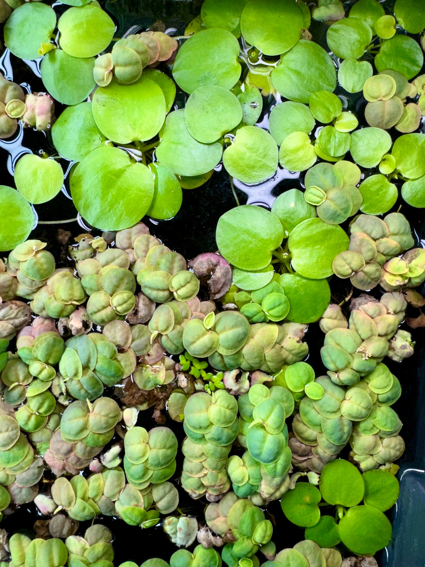 Frogbit & Red Root Floater Bundle | Live Floating Aquarium Plants