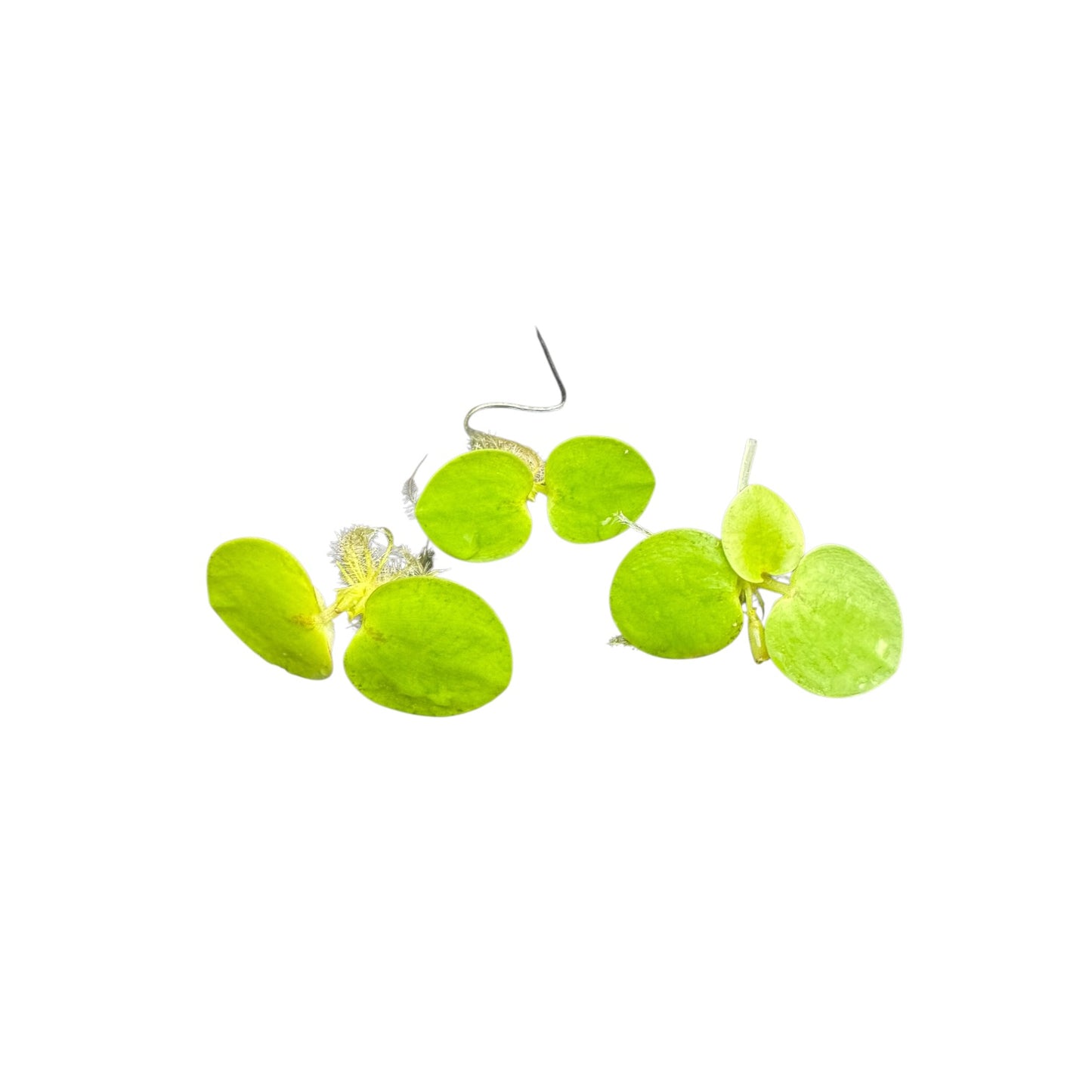Frogbit Live Floating Aquarium Plant | Amazon Frogbit | Limnobium laevigatum