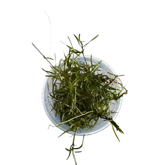 Top view of live Guppy Grass (Najas guadalupensis) showing dense branching stems and narrow green leaves in a clear cup on a white background.