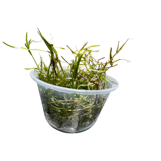 Front view of live Guppy Grass (Najas guadalupensis) in a clear cup with healthy green stems and fine leaves, isolated on a white background.