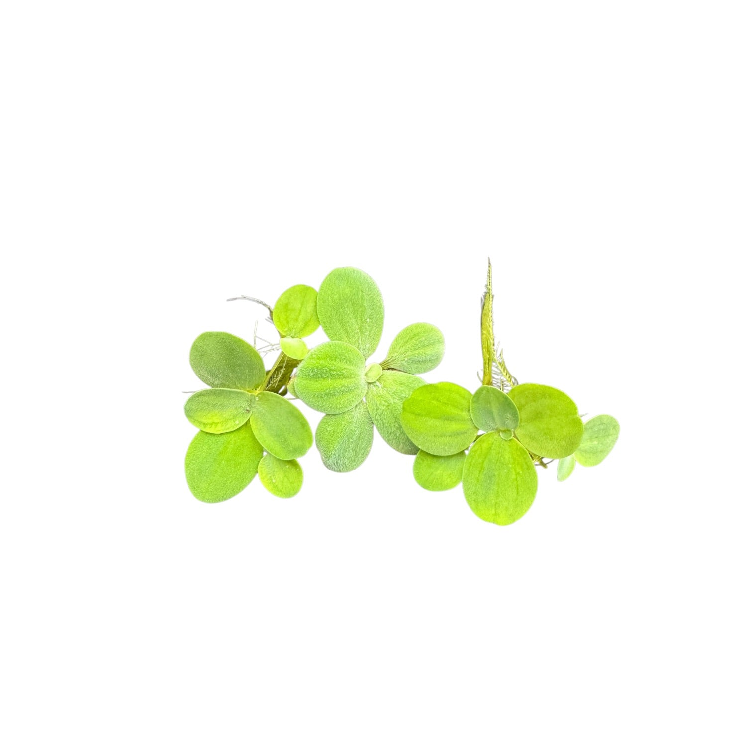 Water lettuce (Pistia stratiotes) floating aquarium plant with healthy velvety green rosettes and long trailing roots, isolated on a white background.