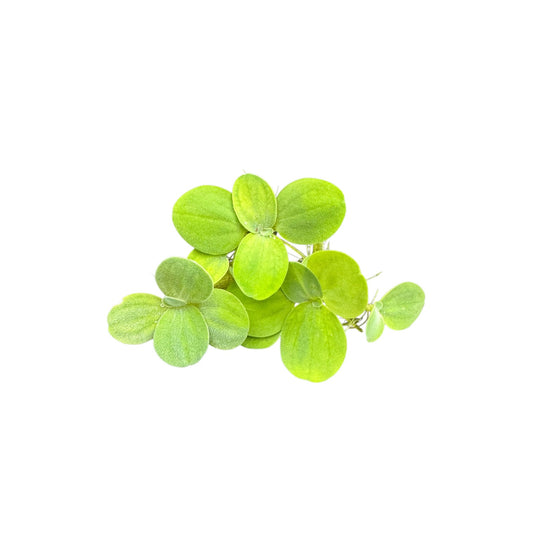 Fresh water lettuce (Pistia stratiotes) cluster with vibrant fuzzy green leaves and natural hanging roots, isolated on a white background.