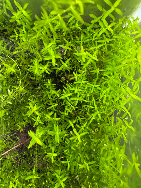 Close-up of lush Pearl Weed (Hemianthus micranthemoides) showing dense branching stems and small bright green leaves in a planted freshwater aquarium.