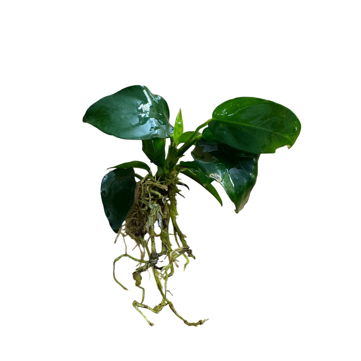 Healthy Anubias Nana (Anubias barteri var. nana) live aquarium plant with broad dark green leaves, exposed rhizome, and established roots, isolated on a white background.