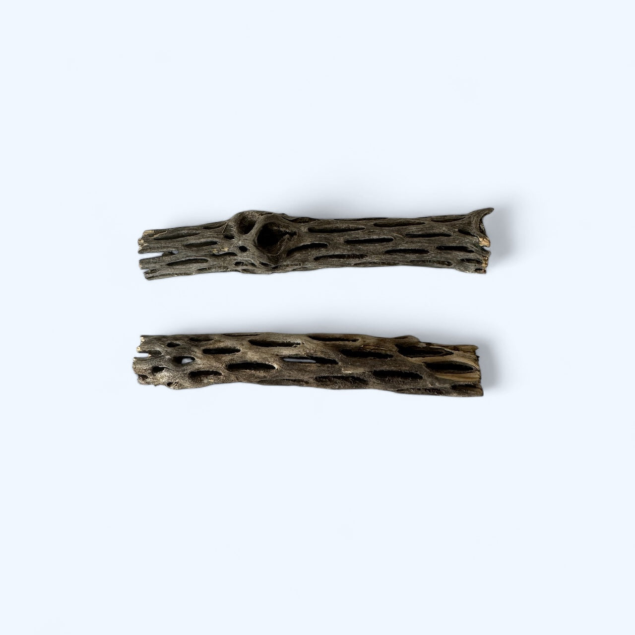 Cholla Wood