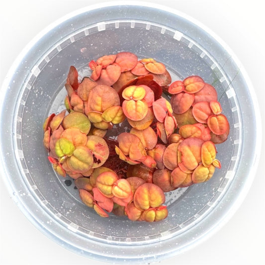 Red Root Floaters, Aquarium Floating Plants, ( 6 Pack ) Live Aquatic for Planted Tank