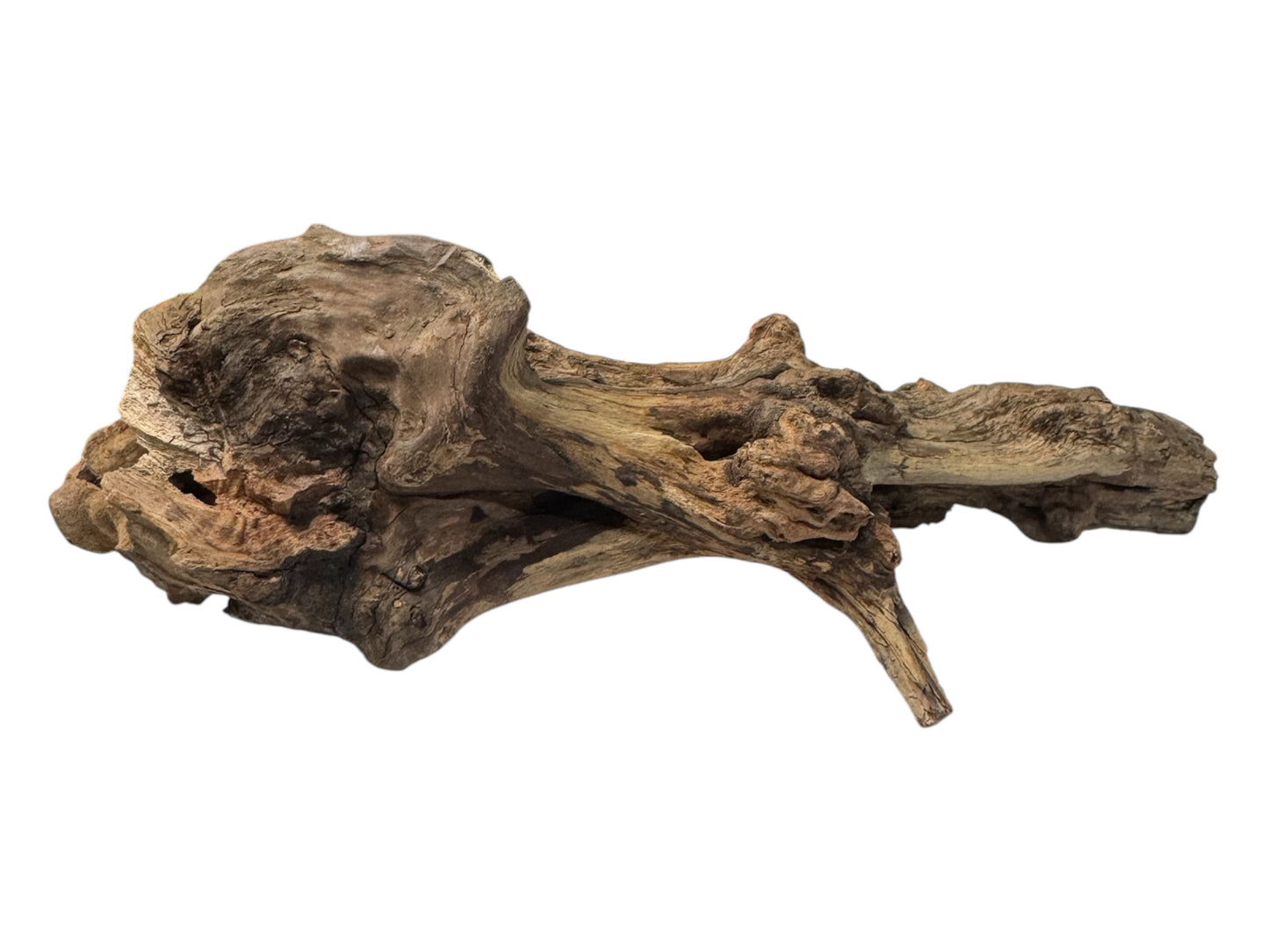 Mopani Driftwood