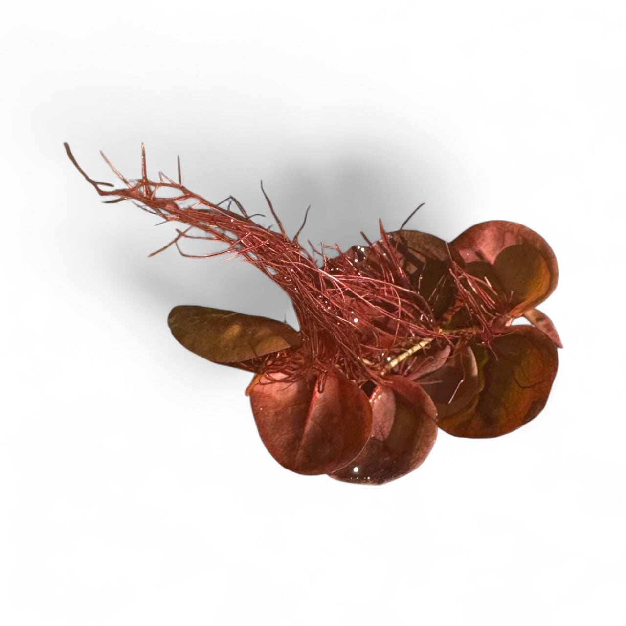 Red Root Floaters 5 Pack