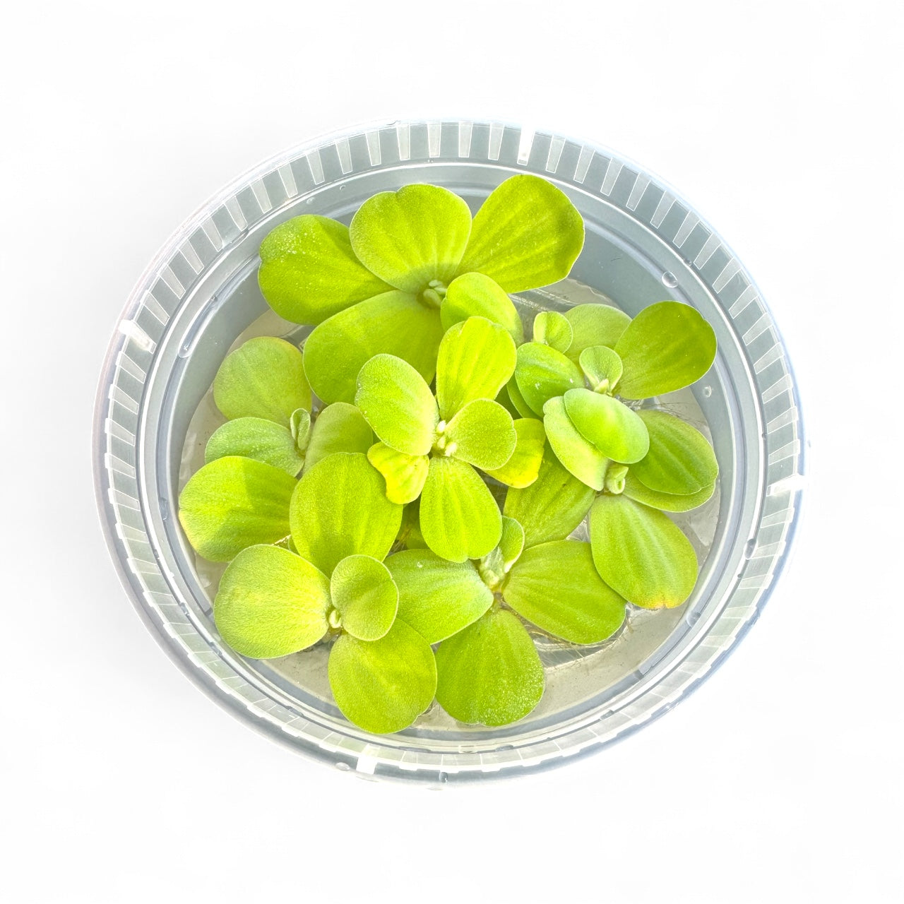 Clear container with dwarf water lettuce plants on a white background