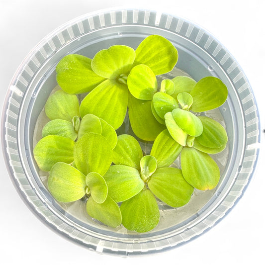 Water Lettuce in a clear container on a white background