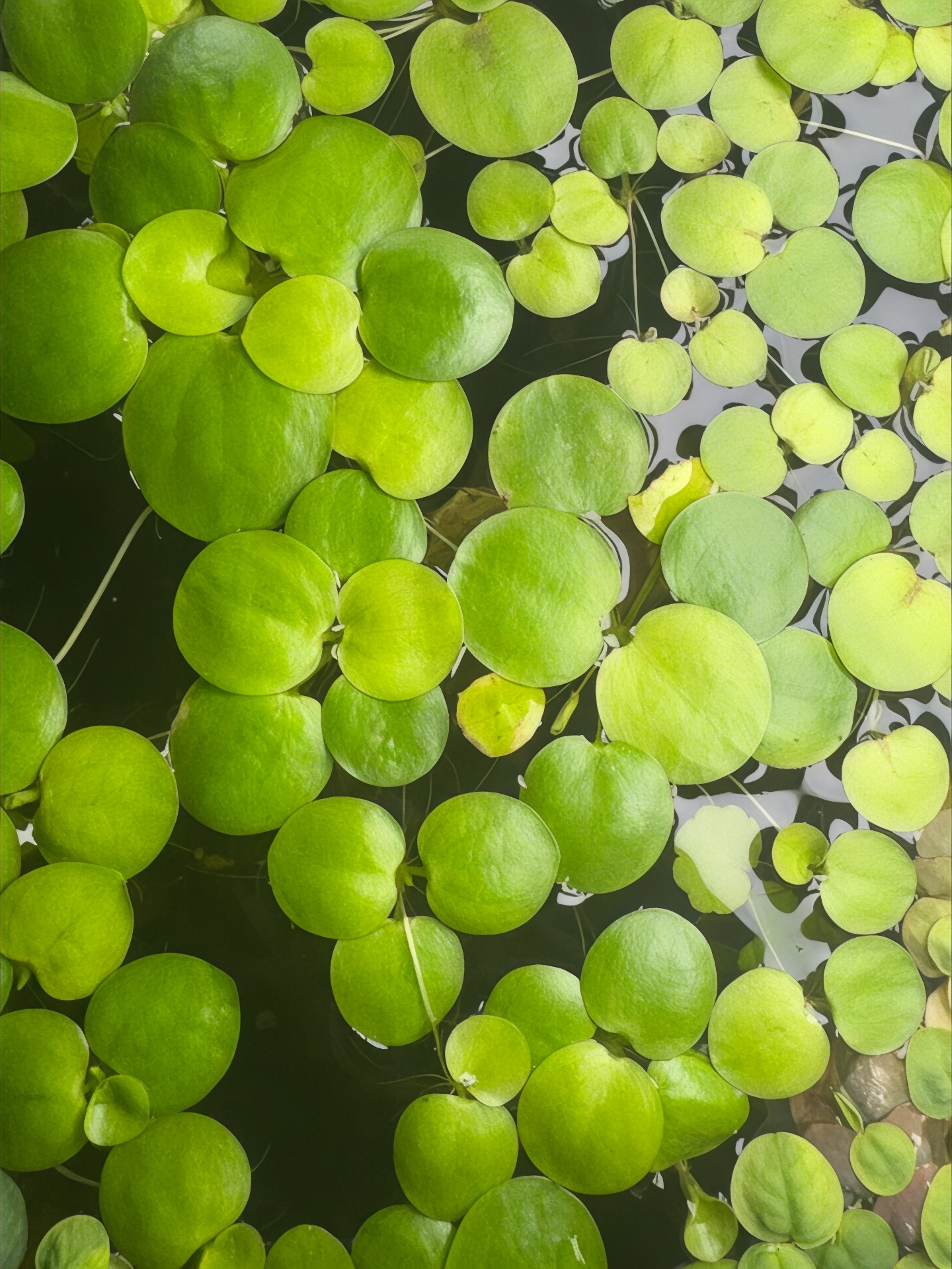 Top view of Amazon Frogbit floating on water, showing clusters of round, bright green leaves with smooth surfaces and small trailing roots beneath. The floating plants create a natural, vibrant surface cover ideal for freshwater aquariums.