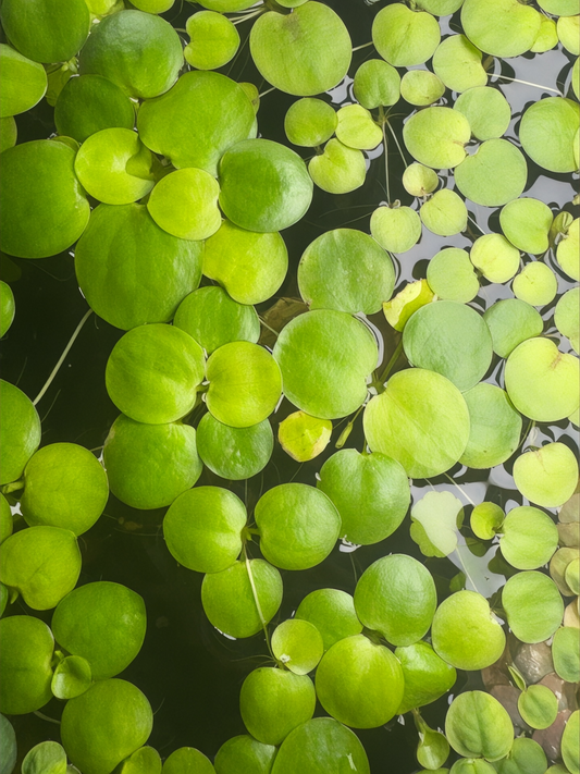 Top view of Amazon Frogbit floating on water, showing clusters of round, bright green leaves with smooth surfaces and small trailing roots beneath. The floating plants create a natural, vibrant surface cover ideal for freshwater aquariums.