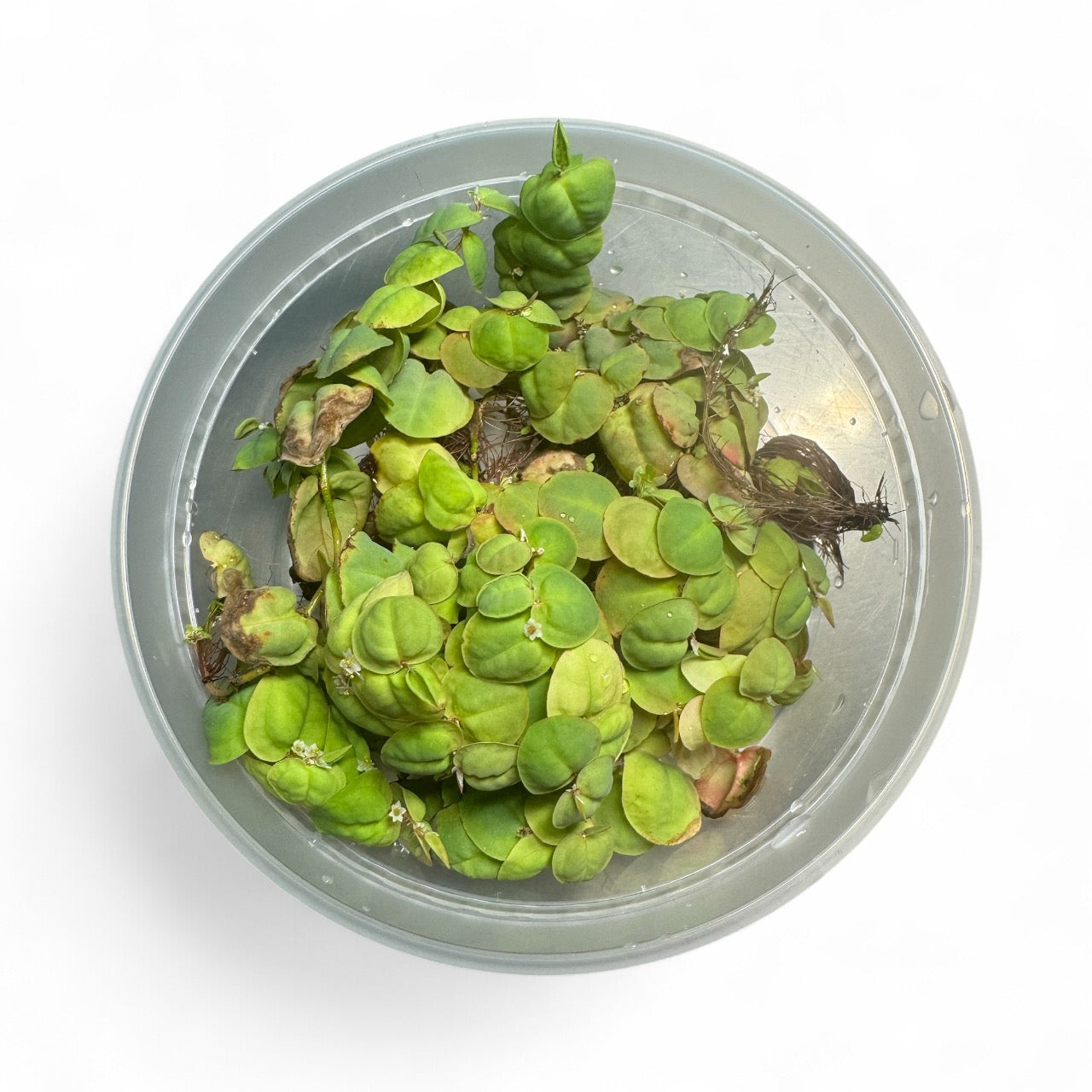 Red Root Floater & Duckweed