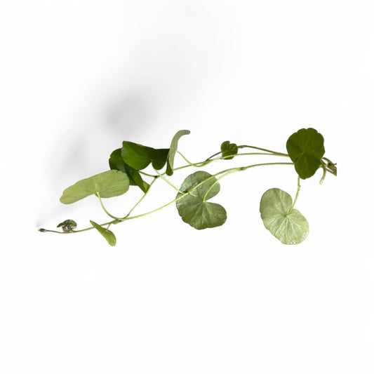 Hydrocotyle Pennywort cuttings displayed on a white background, showing long trailing stems with round green leaves. The image highlights the plant’s healthy growth, ideal for use in aquariums, terrariums, or as floating aquarium greenery.