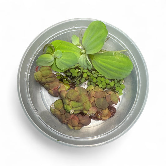 Top view of a small bowl containing Water Lettuce, Salvinia, and Red Root Floater plants. The image shows the bright green rosettes of Water Lettuce, tiny oval Salvinia leaves, and reddish round Red Root Floater leaves floating together on the water’s surface.