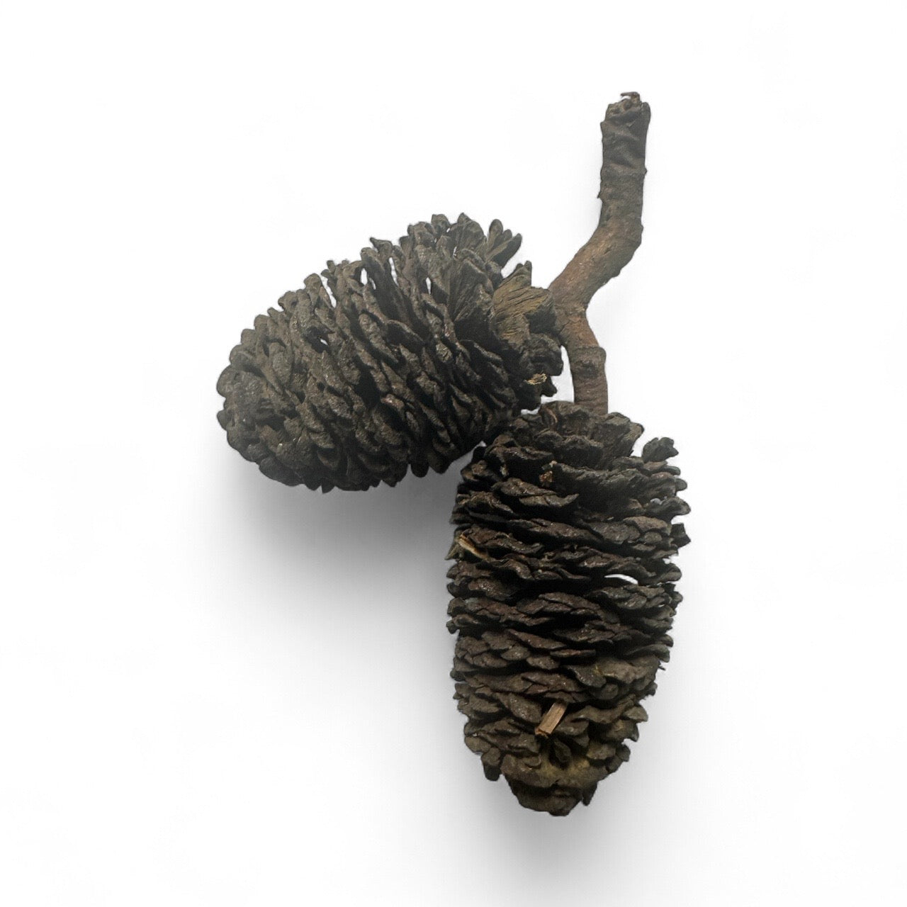 Close-up of two natural alder cones attached to a small branch, displayed on a white background. The cones have a dark brown, textured surface and are commonly used in aquariums to release tannins and create a natural blackwater effect.