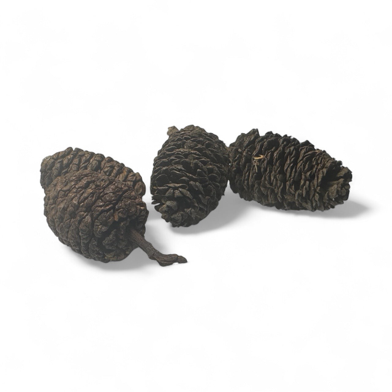 Three natural alder cones displayed on a white background, showing their dark brown, textured surface. These cones are often used in aquariums to release tannins, support shrimp health, and create a natural blackwater environment.