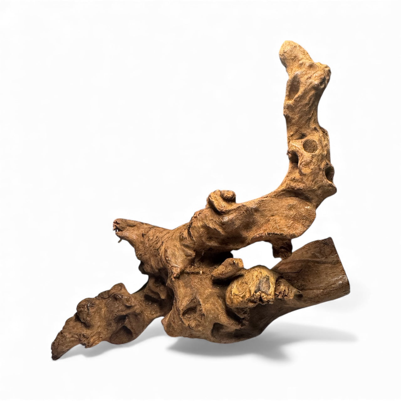 Mopani Driftwood