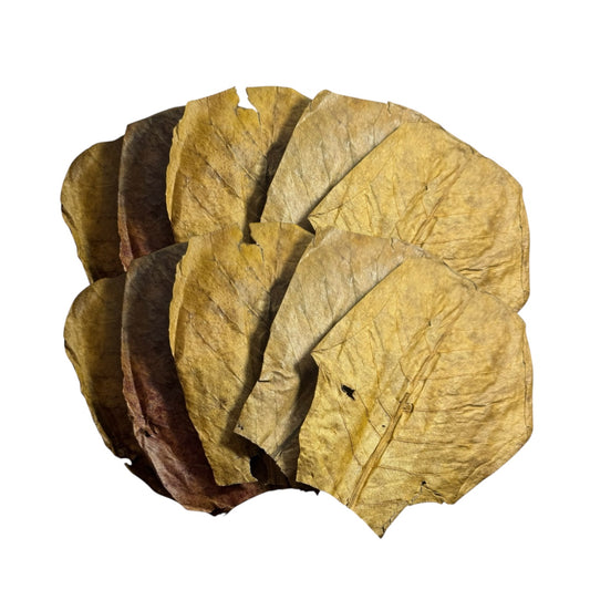 Top-down view of dried Indian Almond Leaves (Catappa leaves) arranged in a fan shape on a white background, showing their natural texture and warm brown color.
