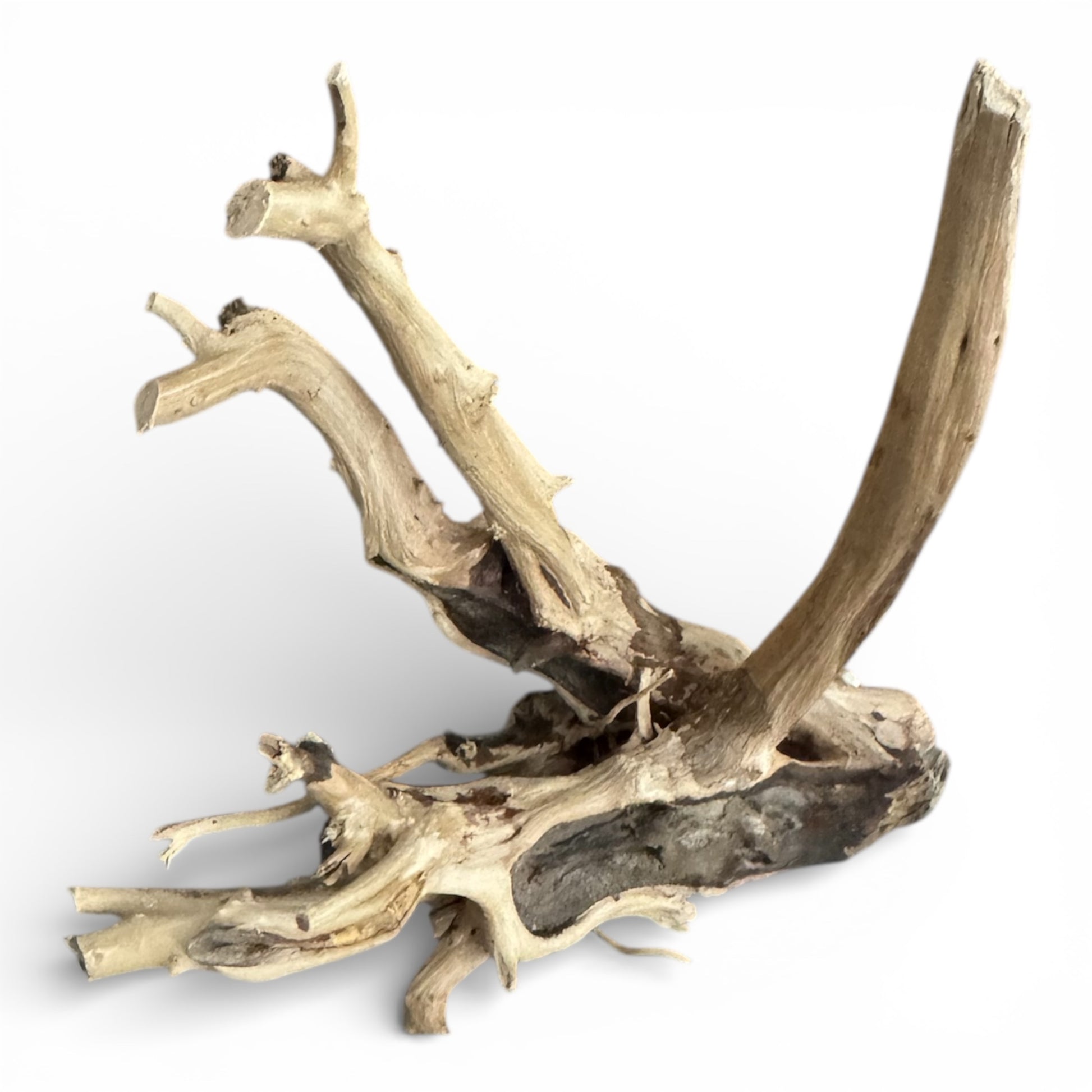 Single piece of natural spiderwood driftwood with branching, twisted limbs and textured light tan wood, isolated on a clean white background for aquarium or terrarium hardscape use.