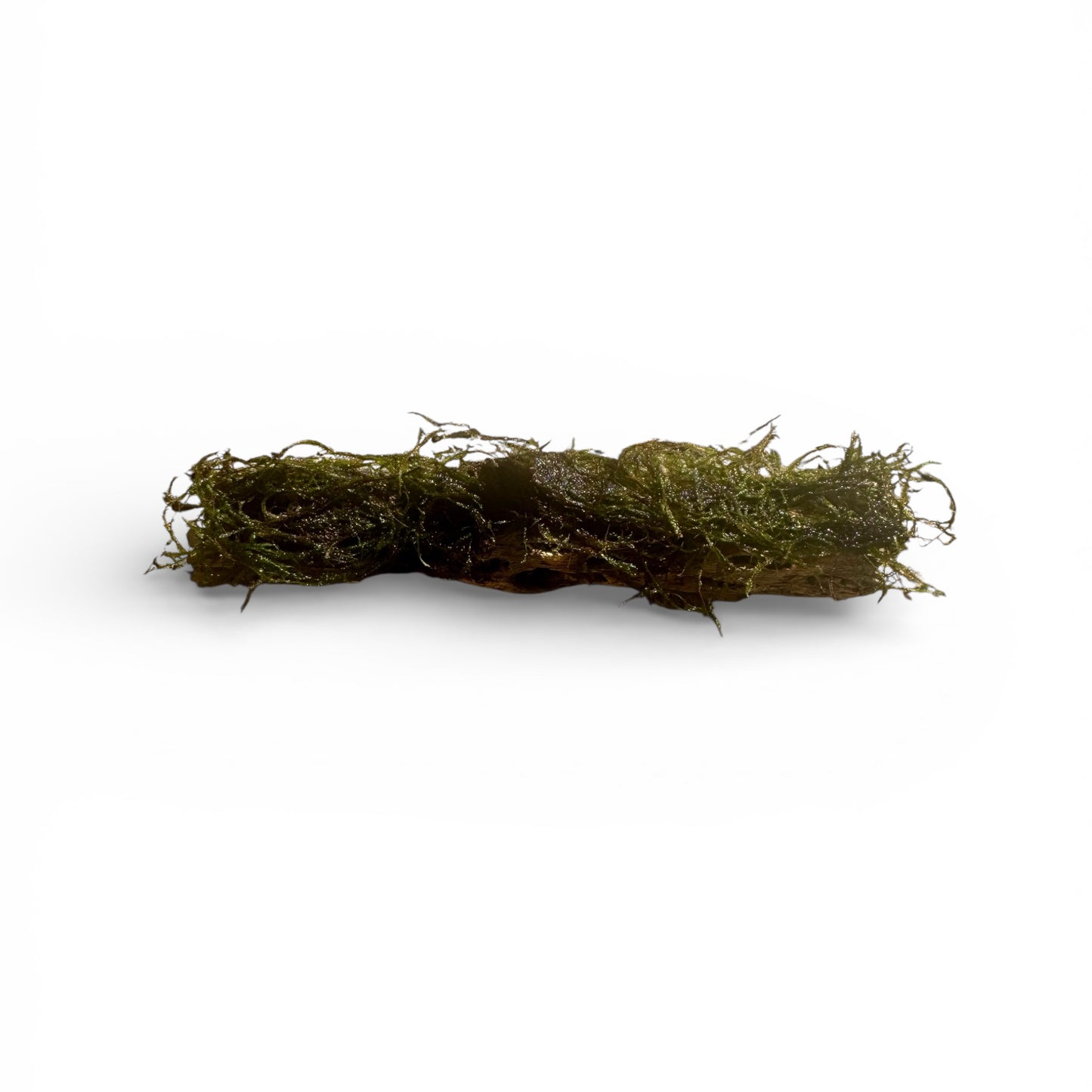 Cholla Wood with Moss
