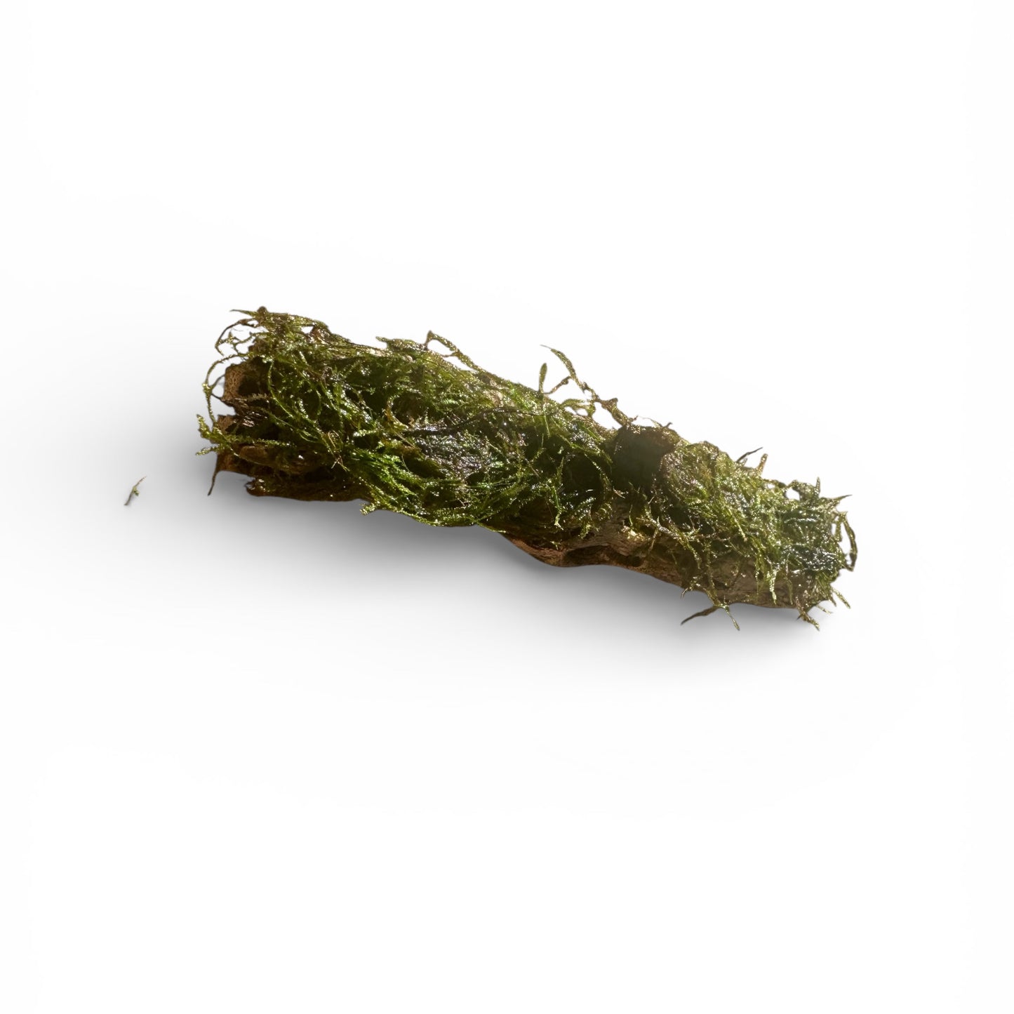 Cholla Wood with Moss