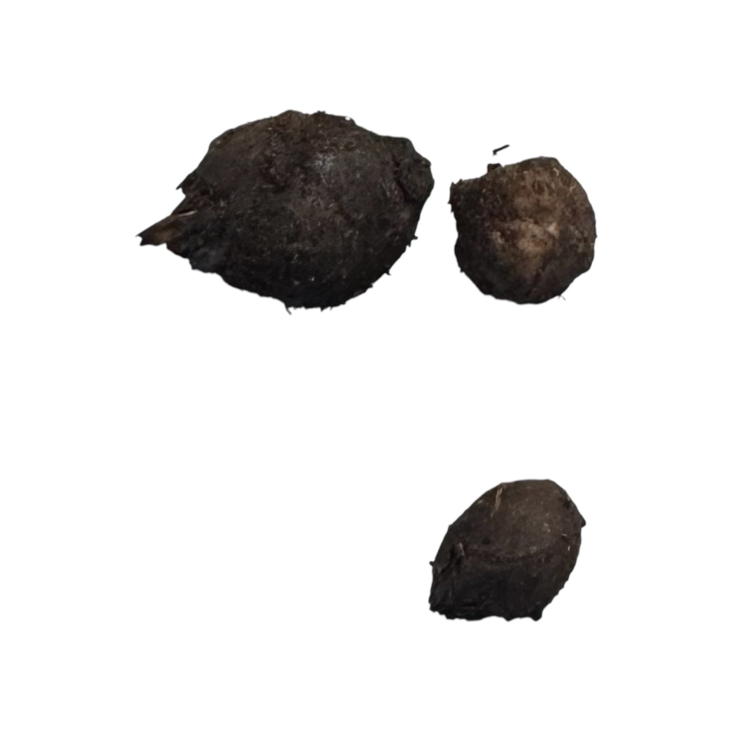 Buy 2 Get 1 Free Tiger Lotus Bulb | Live Aquarium Plants
