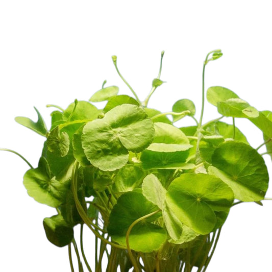     Hydrocotyle pennywort aquarium plant bundle on white background, bright green round leaves with long stems, easy live aquatic plant for aquariums, shrimp tanks, and planted fish tanks.