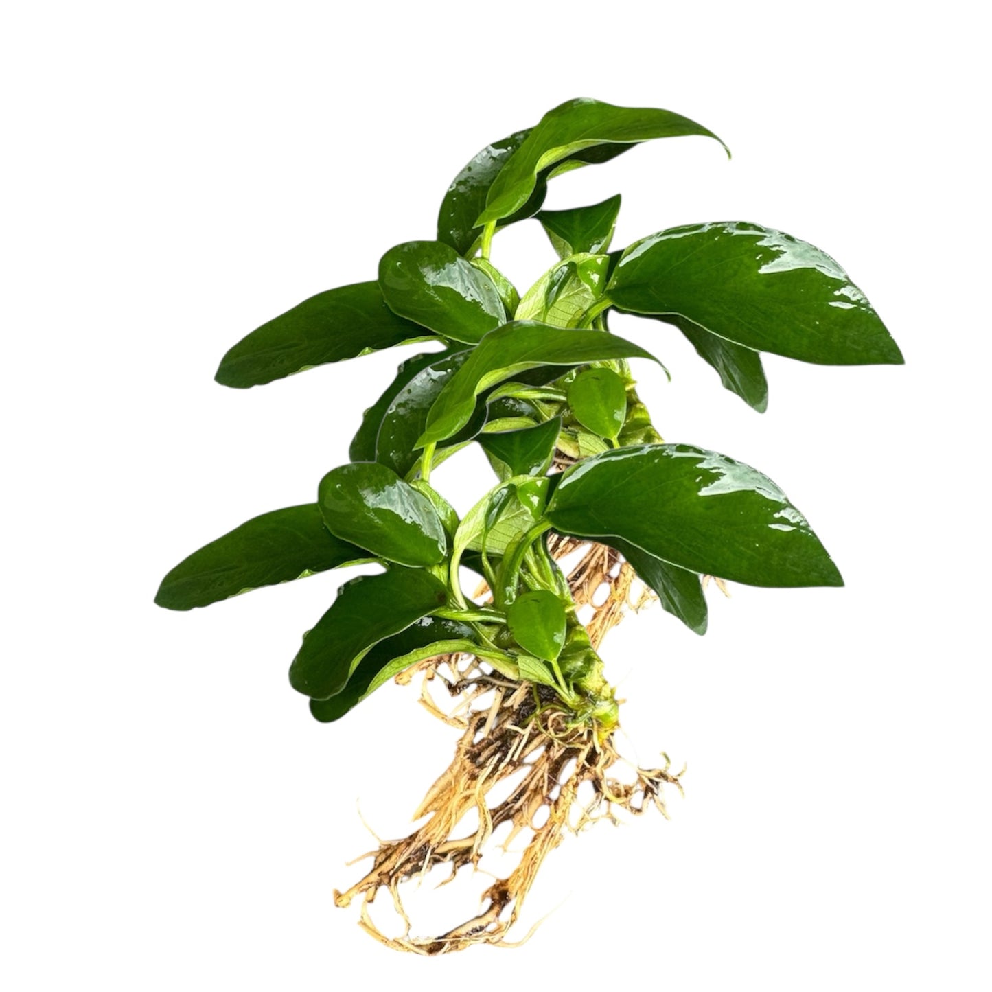 Anubias Nana Bare Root