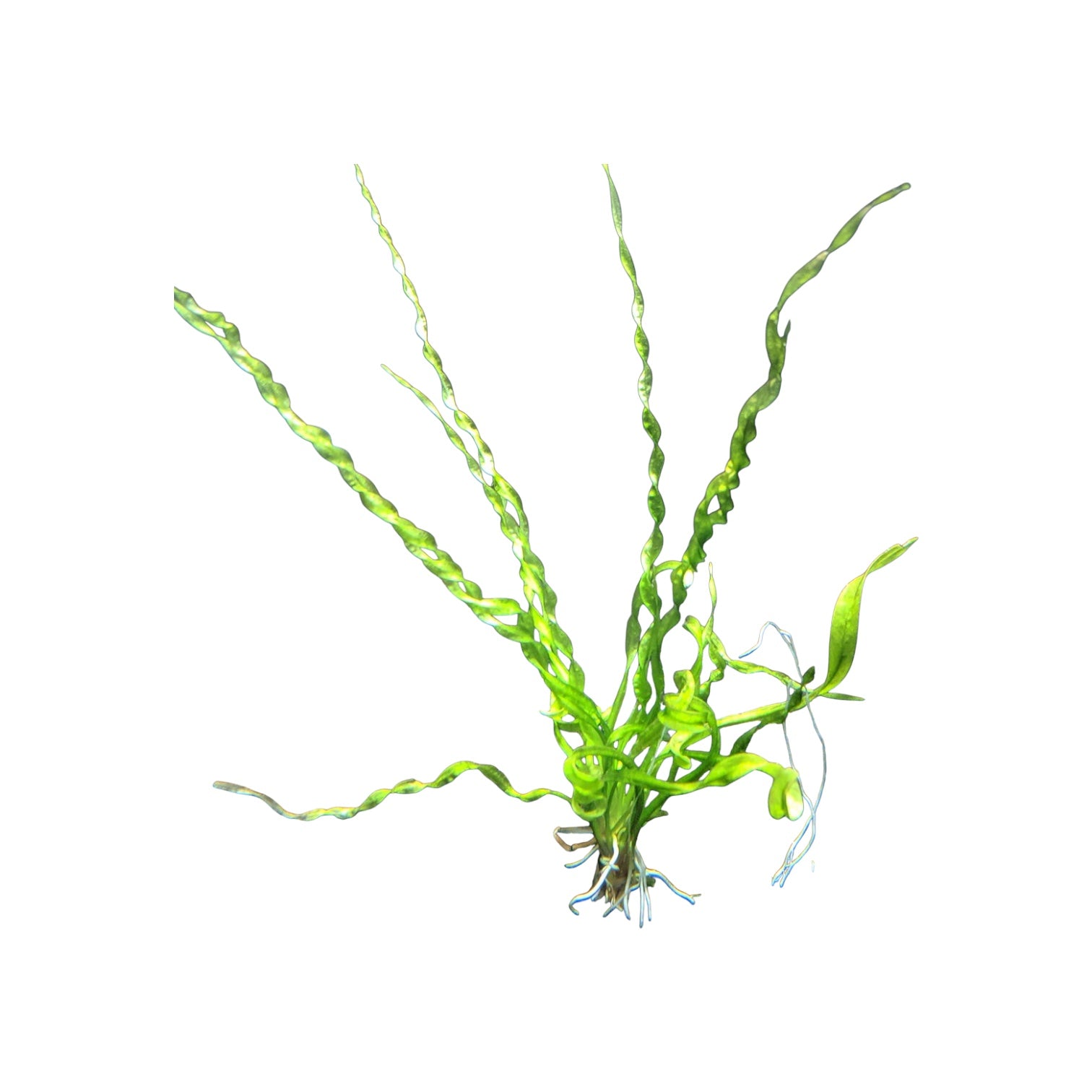 Vesuvius Sword live aquarium plant with long twisted spiral leaves on white background, unique freshwater aquatic plant for planted tanks, aquascaping, shrimp tanks, and tropical fish aquariums.