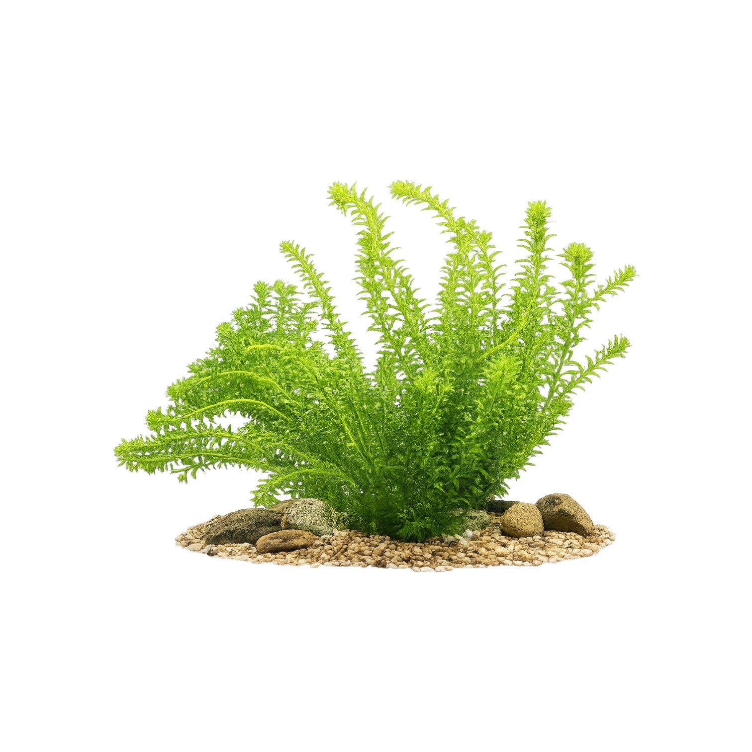 Healthy bunch of green aquatic stem plants isolated on a white background, featuring dense foliage and multiple upright stems with decorative gravel and natural stones at the base, suitable for freshwater aquariums