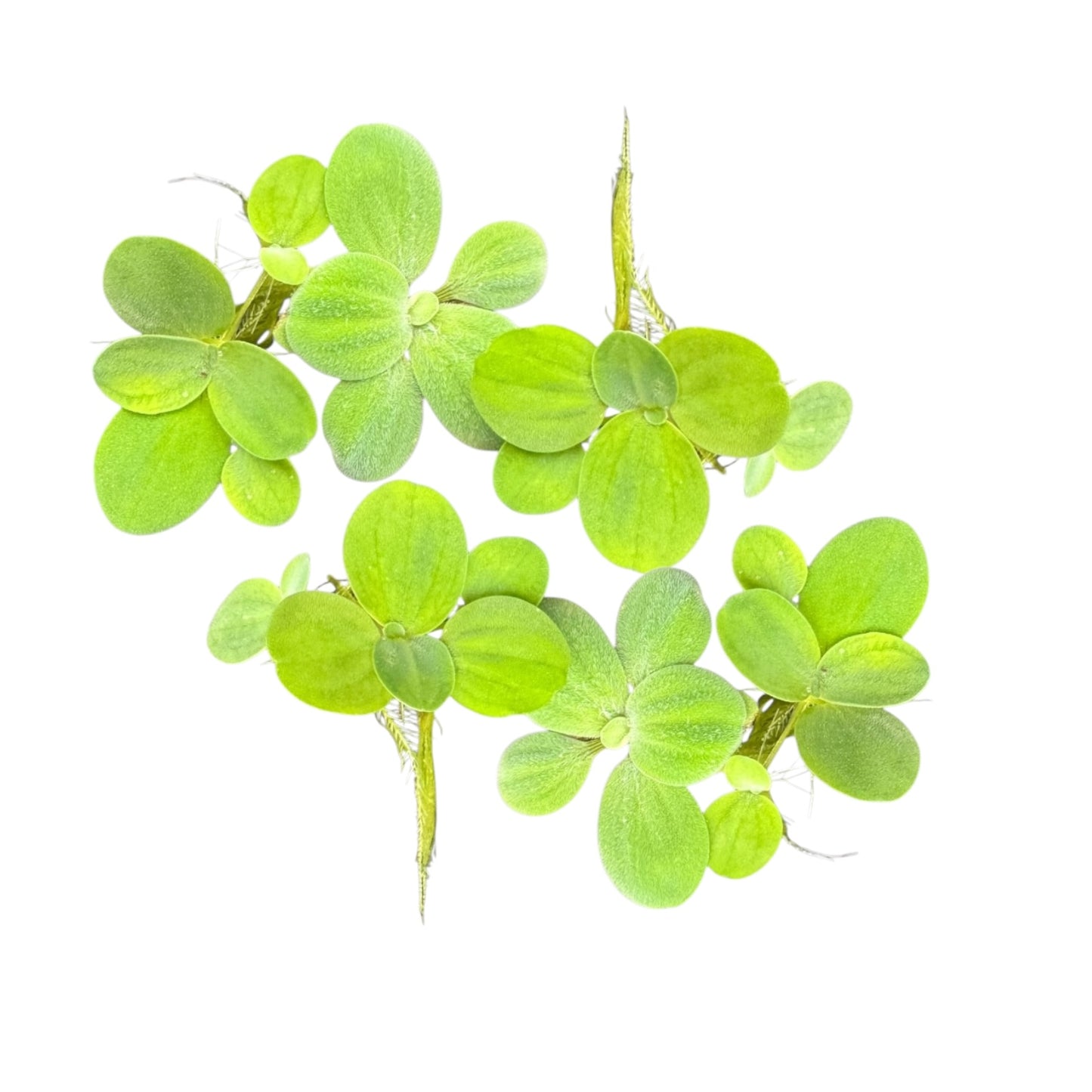 Multiple water lettuce (Pistia stratiotes) floating plants featuring lush green rosettes and trailing roots, arranged on a white background.