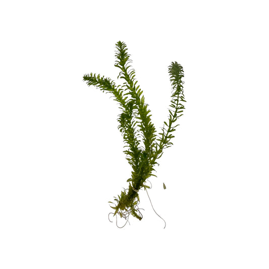 Healthy Anacharis (Egeria densa) bunch with vibrant green stems, dense needle-like leaves, and established roots, isolated on a white background.